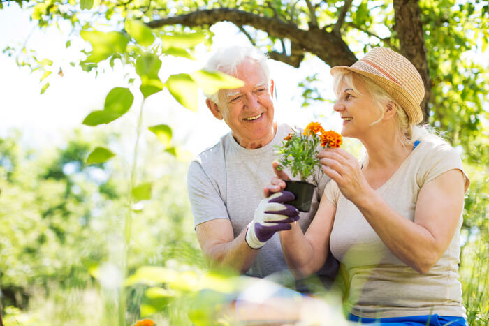 Senior couple gardening together outside in summer